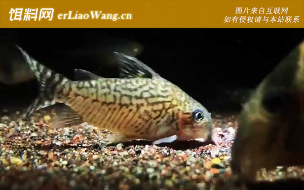 鱼:鱼有多少种?