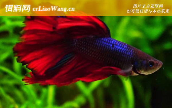 鱼跳出水面是什么征兆-受到惊吓