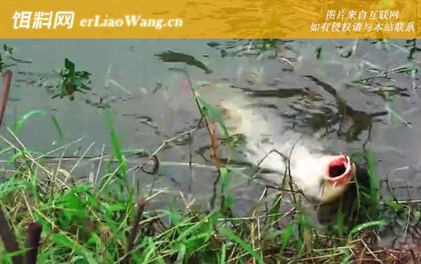 钓大鱼:传统钓法