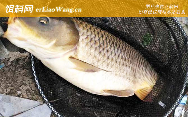 钓大鱼的基本常识和技巧-钓具