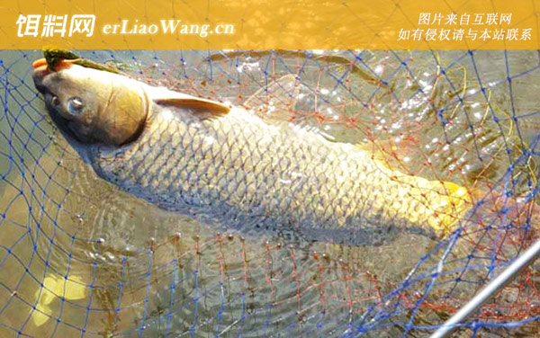 钓大鱼:钓位选择