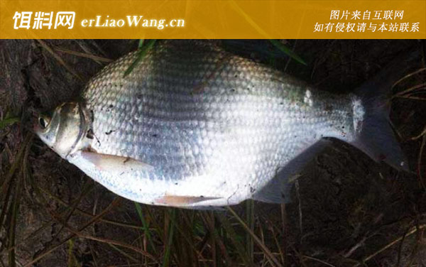 钓大鱼:饵料选用