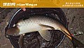 水库钓大鱼用玉米还是饵料好？