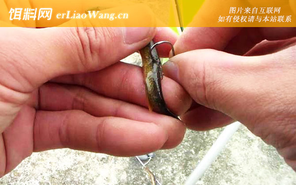 泥鳅钓鱼:破坏原生水体