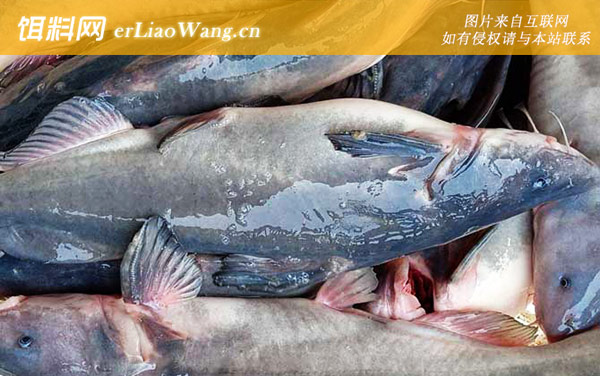 鱼钩鱼:生活习性