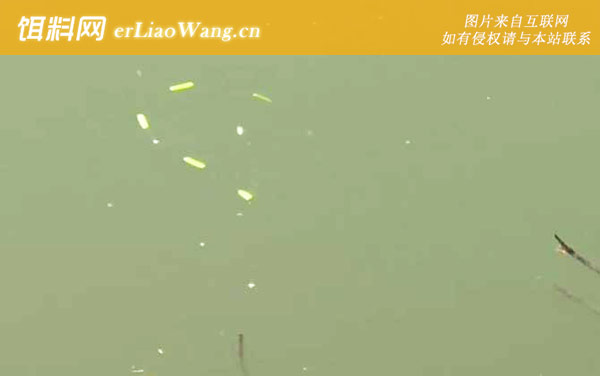 七星漂:钓点选择