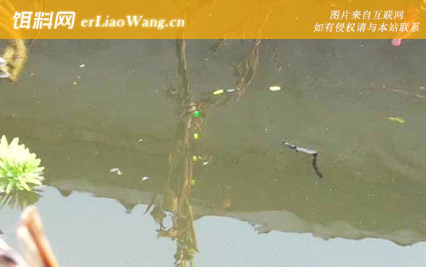 七星漂:调漂方法