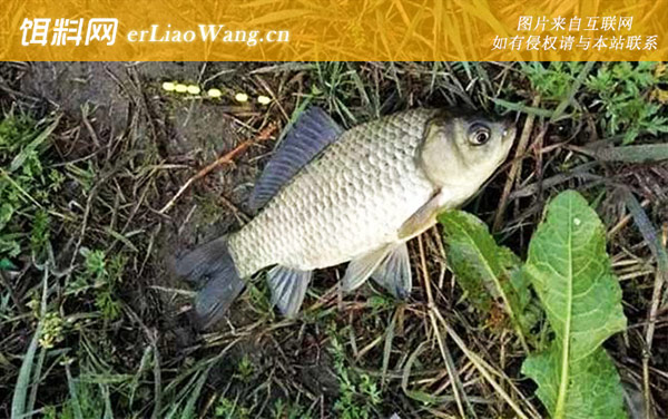 七星漂:提竿时机