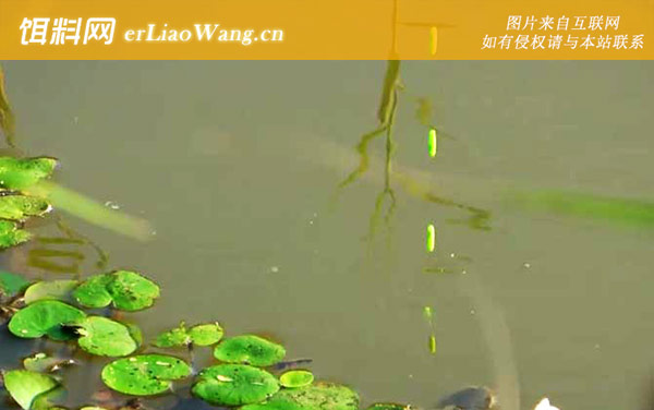 七星漂钓鱼的正确方法-钓法