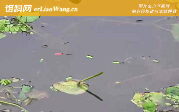 七星漂钓鱼的正确方法-提竿