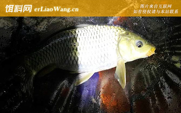 七星漂夜钓:作钓技巧