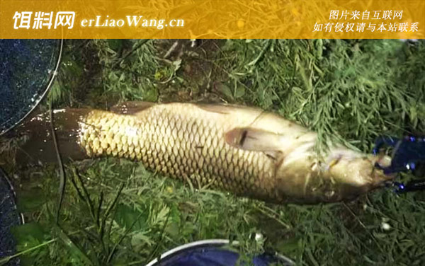 七星漂夜钓:注意事项