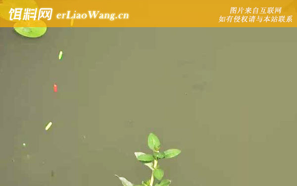 七星漂钓鱼:调漂方法