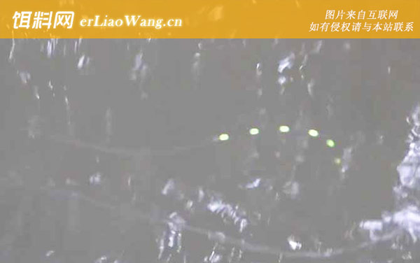 七星漂钓鱼:作钓技巧