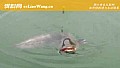 《鲶鱼吃钩什么时候提竿？》封面图