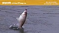 《怎样抬竿不容易跑鱼？》封面图
