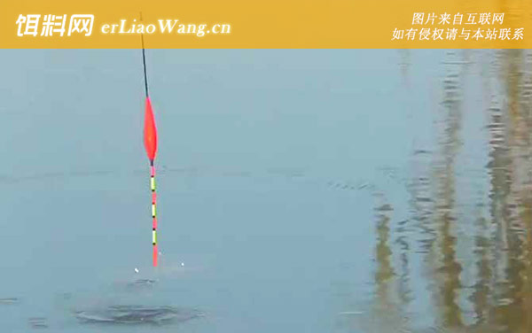 浮漂:饵料太硬