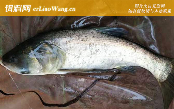 鲢鳙:摄食习性