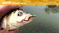 新手野钓用什么鱼饵最好?