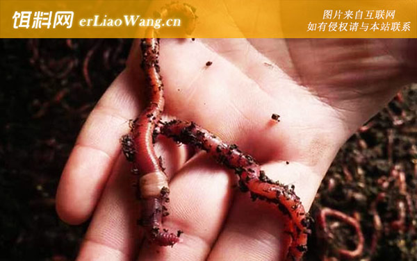 蚯蚓:生活习性