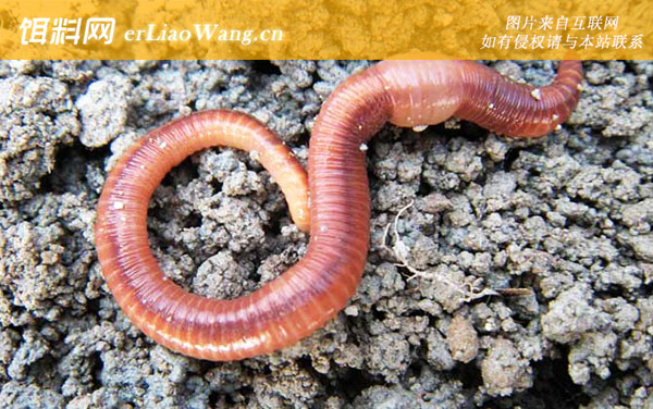 蚯蚓:生活习性
