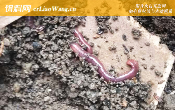 蚯蚓:生活习性