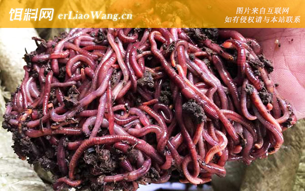 蚯蚓:代表品种