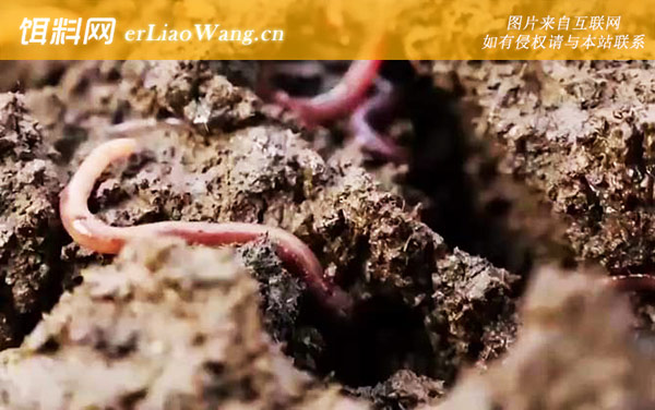 蚯蚓养殖:饲料成本