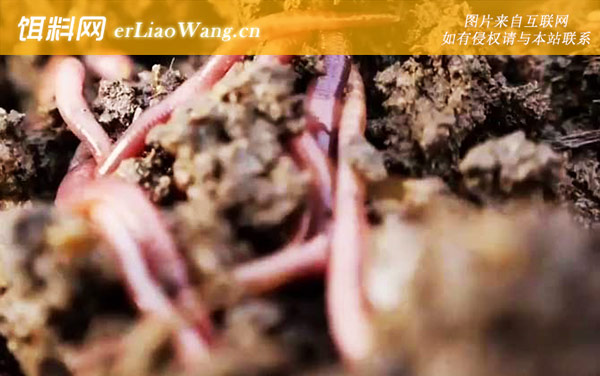 蚯蚓养殖:其他成本