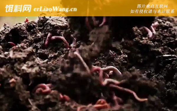 蚯蚓养殖:利润分析