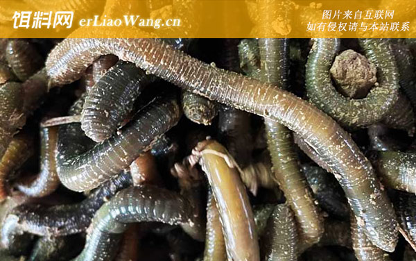 黑蚯蚓:代表品种