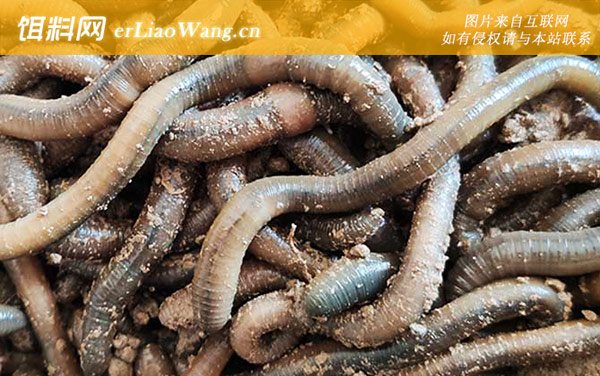 黑蚯蚓:生活习性