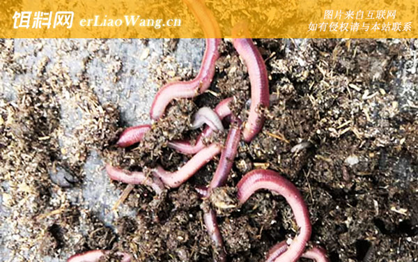 蚯蚓养殖赚钱吗-养殖风险