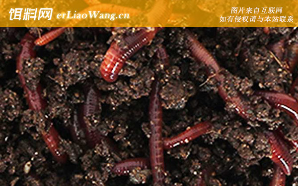 蚯蚓养殖赚钱吗-养殖技术