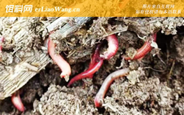 蚯蚓:品种