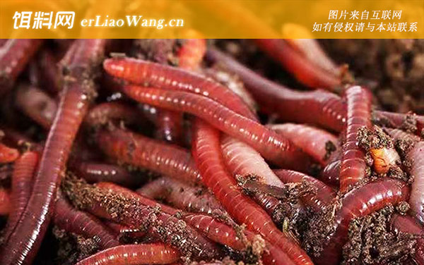 露天养蚯蚓养殖技术-养殖品种