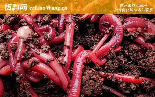 蚯蚓养殖:养殖风险