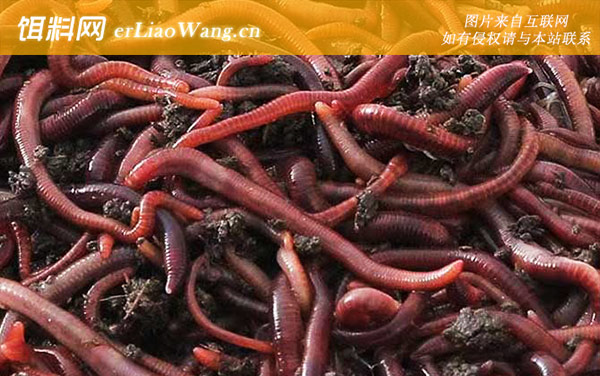 蚯蚓养殖:养殖条件