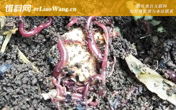 蚯蚓养殖:养殖方法