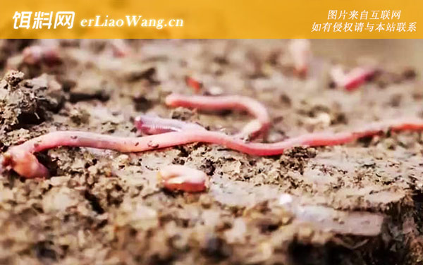 养蚯蚓:养殖方法