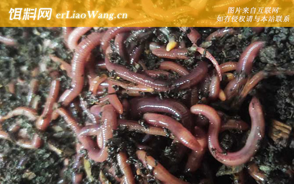 蚯蚓:饲料种类