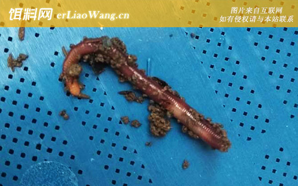 蚯蚓:饲养方法