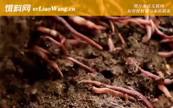 蚯蚓怎么繁殖后代-代表品种