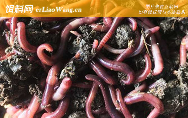 蚯蚓:代表物种