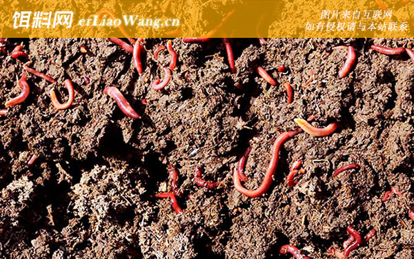 蚯蚓:经济价值