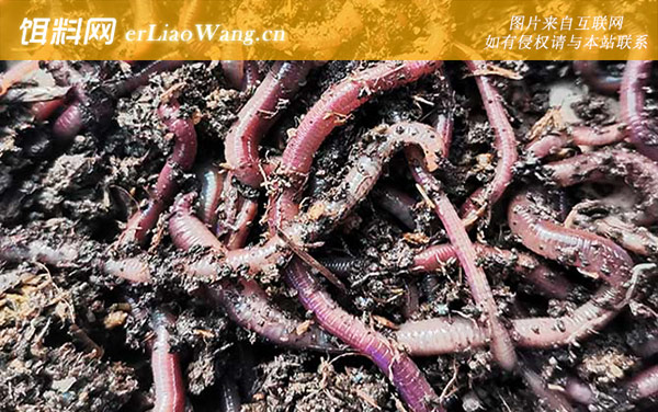 什么地方蚯蚓最多最容易抓-分布范围