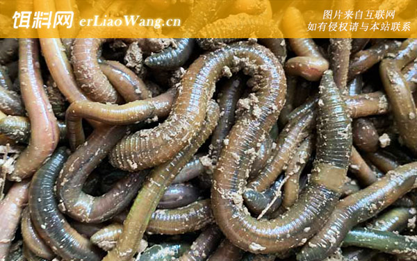 什么地方蚯蚓最多最容易抓-代表品种