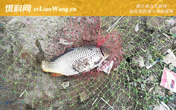 蚯蚓钓什么鱼效果最好-鲤鱼