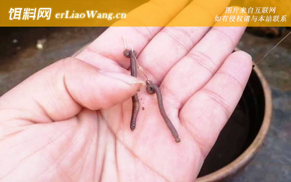 蚯蚓钓鱼:挂钩方法