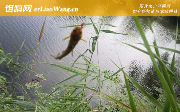 蚯蚓钓鱼:挂钩方法